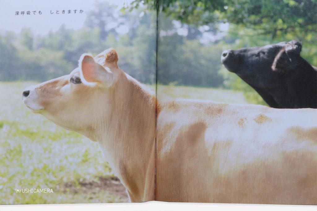 書籍 うしのひとりごと 牛写真家 高田千鶴 公式ホームページ Ushicamera 牛写真家 高田千鶴 Ushicamera 全国の おすすめ牧場をご紹介しています