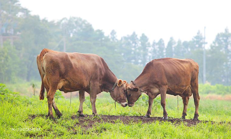 2016年6月 近畿生乳販連 牛乳月間イベント|大阪 digmeout ART&DINER