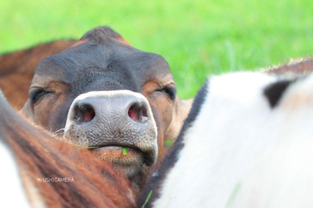 東京都八王子市 磯沼牧場の仲間の牛に挟まれて満足気な牛さん