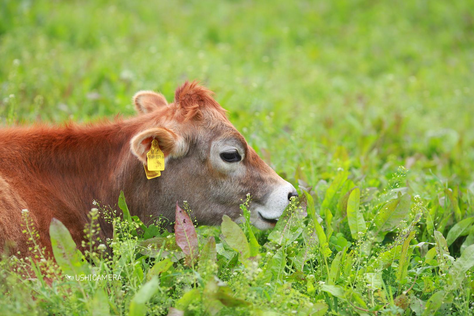 東京都八王子市 磯沼牧場の放牧場でにこやかなジャージー牛
