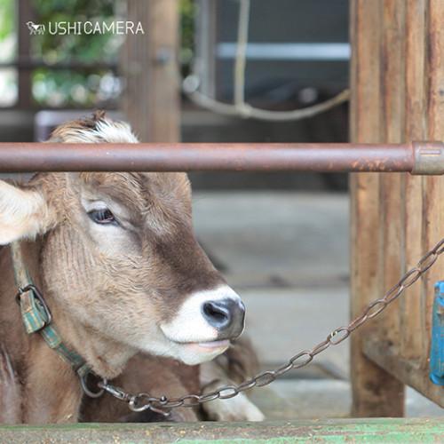 ホルスタインに関する記事一覧 牛写真家 高田千鶴 Ushicamera 全国のおすすめ牧場をご紹介しています
