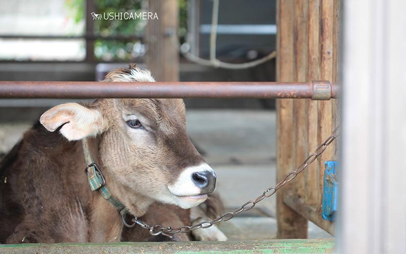 飯田牧場 神奈川県藤沢市 全国牧場ガイド Ushicamera 牛写真家 高田千鶴 Ushicamera 全国のおすすめ牧場をご紹介しています