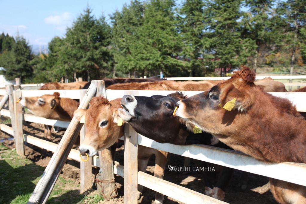 岐阜県郡上市｜ひるがの高原牧歌の里のジャージー牛