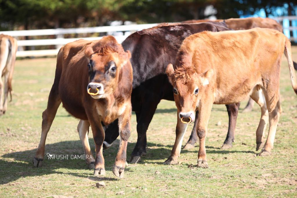 岐阜県郡上市｜ひるがの高原牧歌の里のジャージー牛