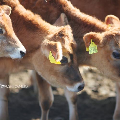 清泉寮 ジャージー牧場｜山梨県北杜市のジャージー牛の写真