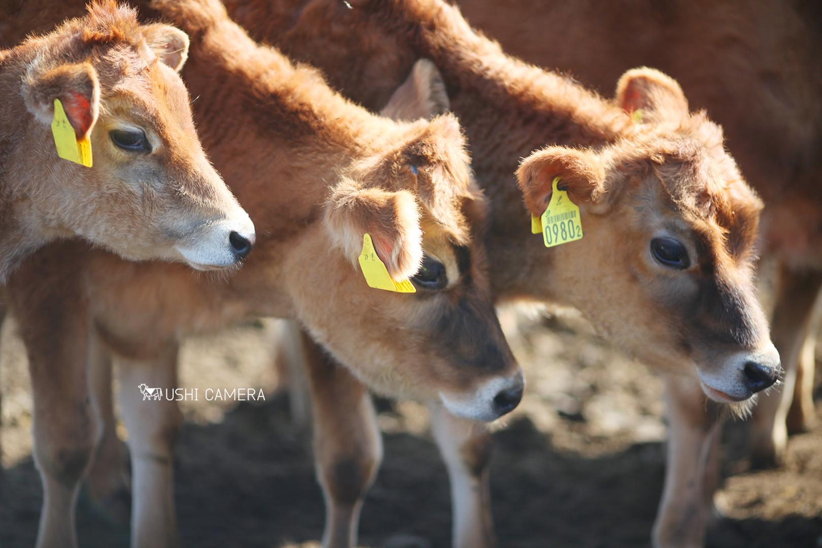 清泉寮 ジャージー牧場｜山梨県北杜市のジャージー牛の写真