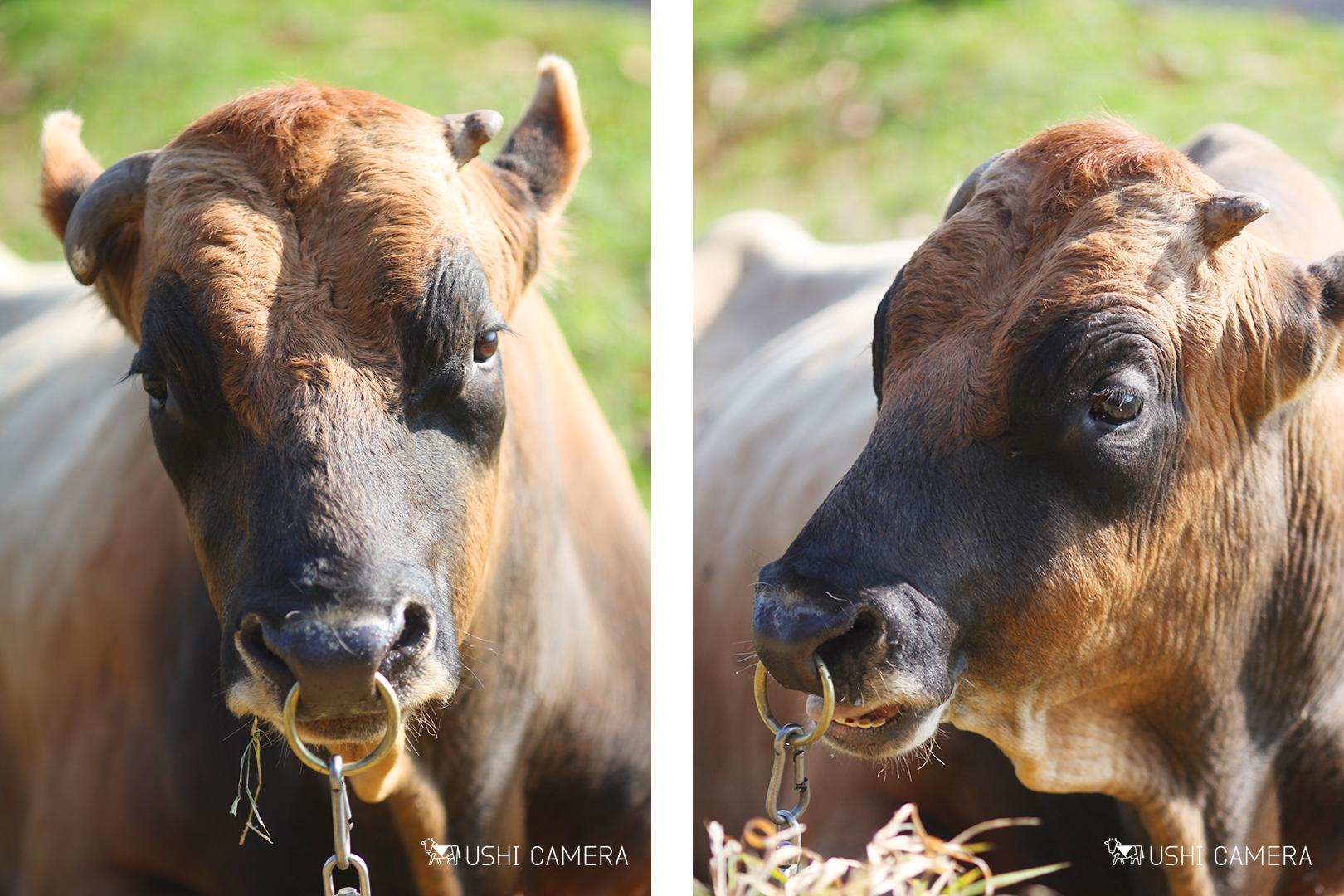 清泉寮 ジャージー牧場｜山梨県北杜市のジャージー牛の写真