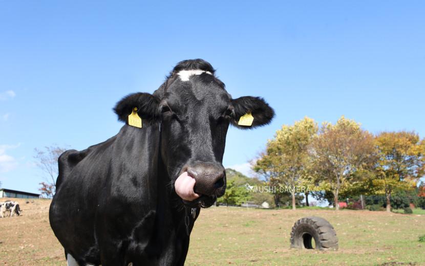 チーズケーキ工房 MANIWA FARM（マニワファーム）｜栃木県那須町のホルスタイン牛の写真