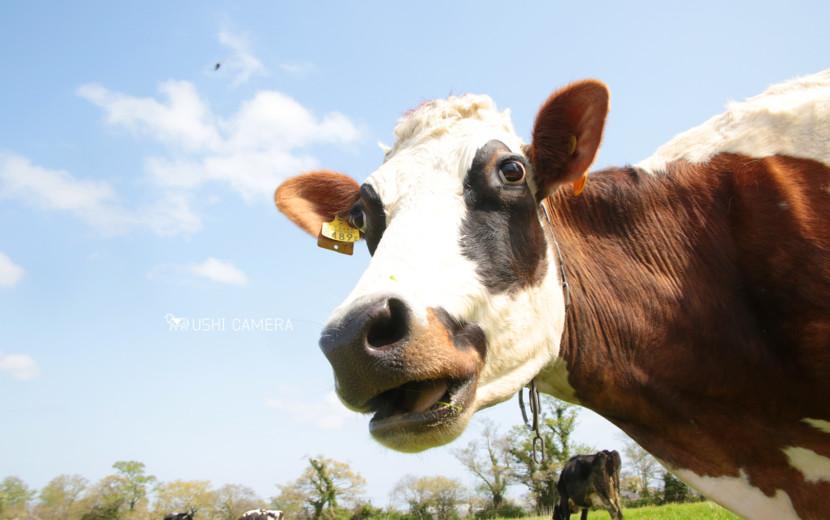 新利根協同農学塾農場（上野牧場）｜茨城県稲敷市のホルスタイン牛の写真