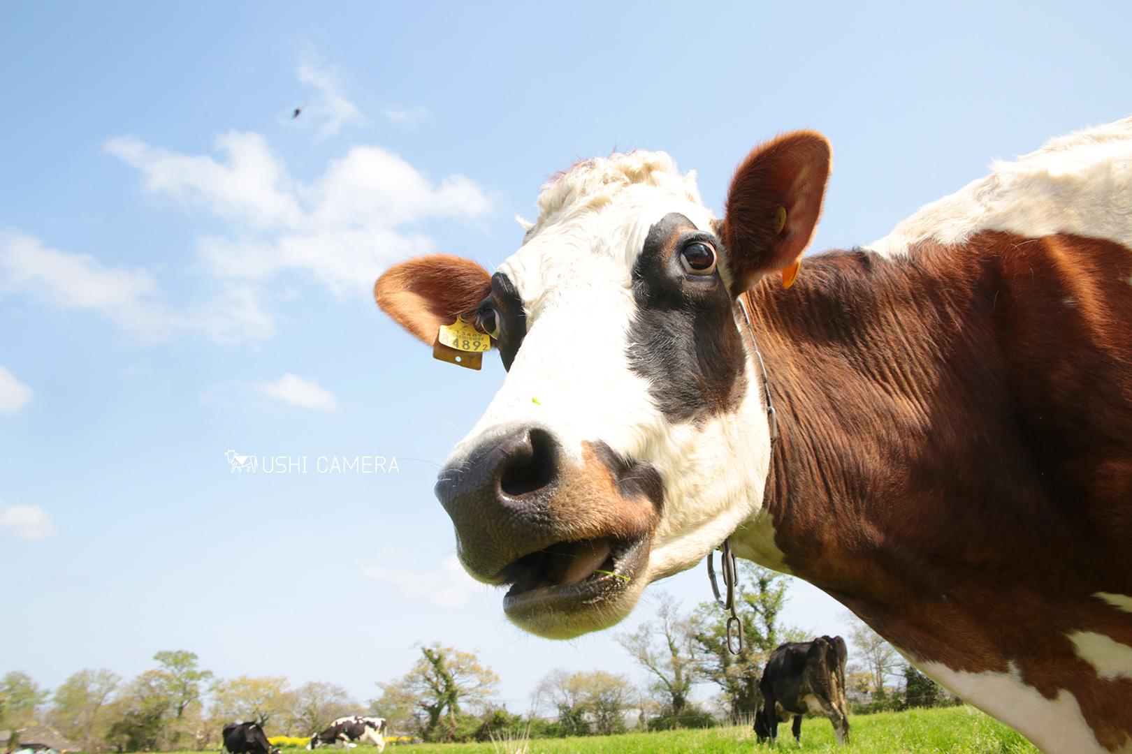 新利根協同農学塾農場（上野牧場）｜茨城県稲敷市のホルスタイン牛の写真
