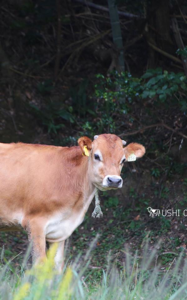 須藤牧場｜千葉県館山市のジャージー牛