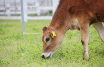マザー牧場｜千葉県富津市のジャージー牛