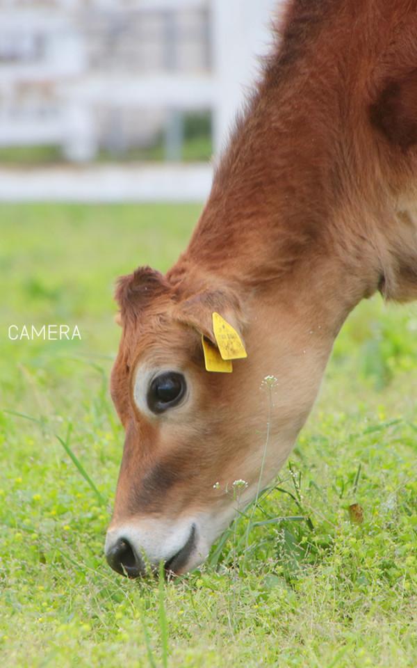 マザー牧場｜千葉県富津市のジャージー牛