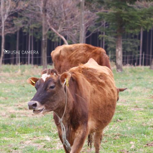 森林ノ牧場 那須｜栃木県那須郡那須町のジャージー牛