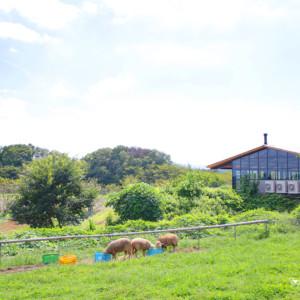 八王子 磯沼牧場の放牧地に新店舗「TOKYO FARM VILLAGE」がプレオープン！