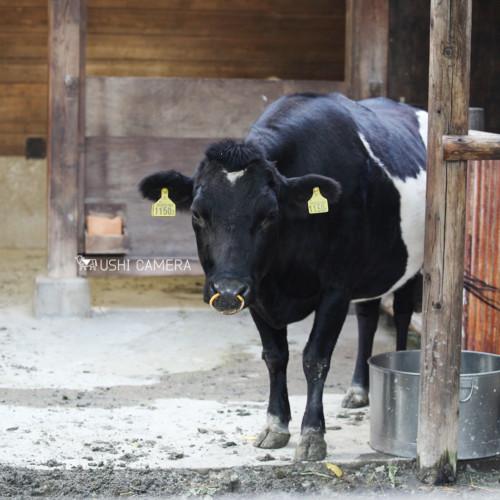 日本の在来牛「見島牛」と「口之島牛」｜上野動物園