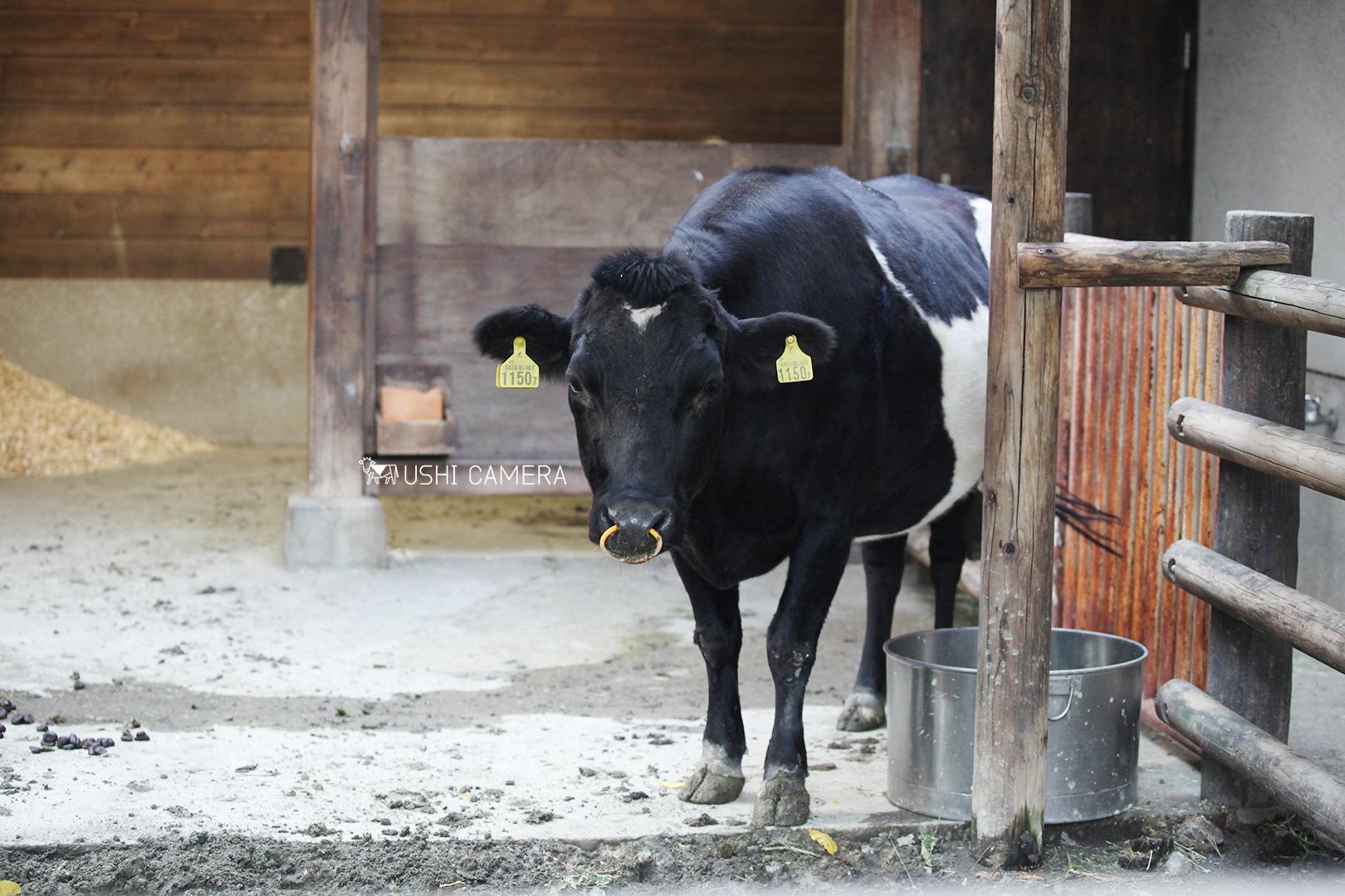 日本の在来牛「見島牛」と「口之島牛」｜上野動物園