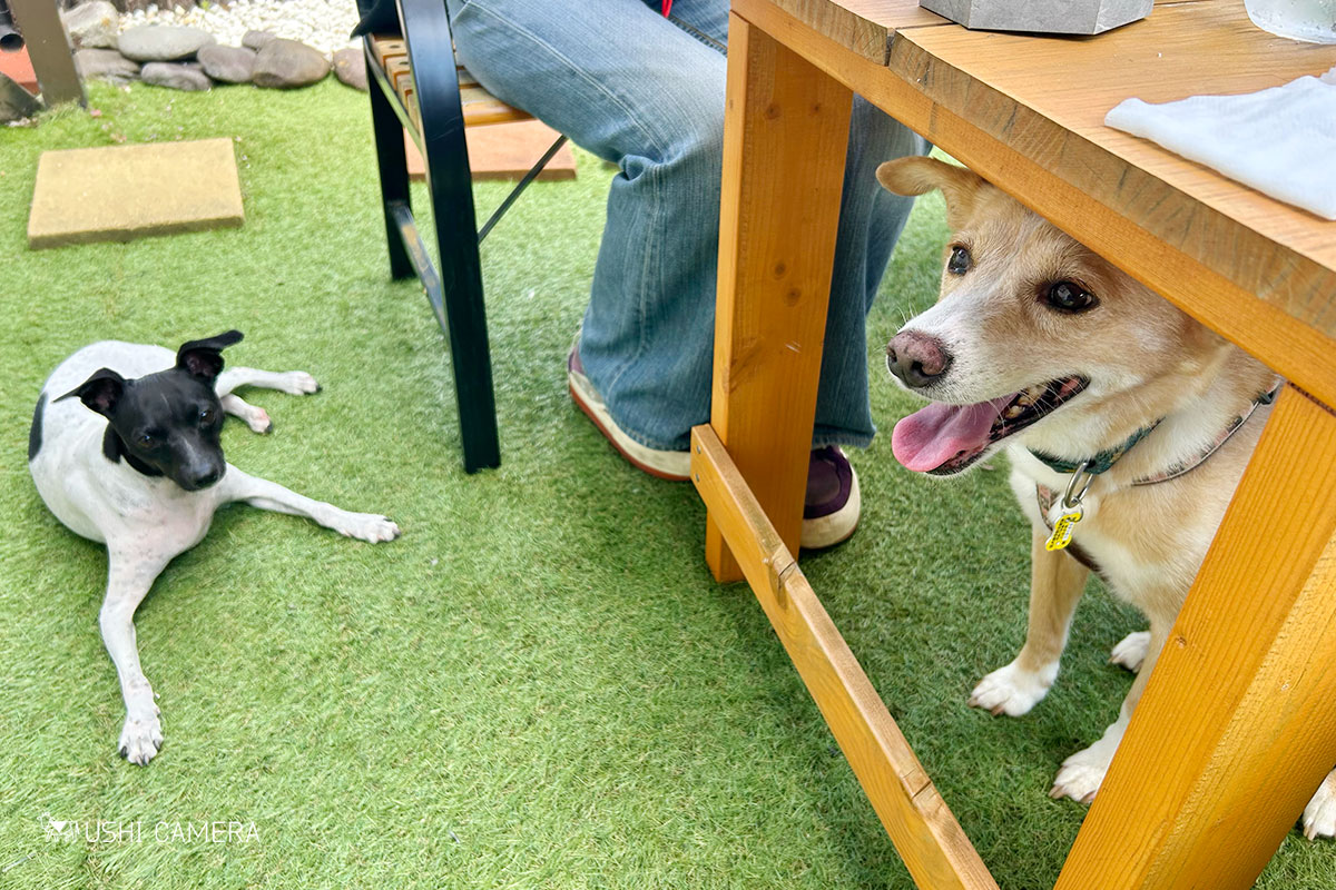 八王子の素敵なカフェ｜cafe N225 - USHICAMERA