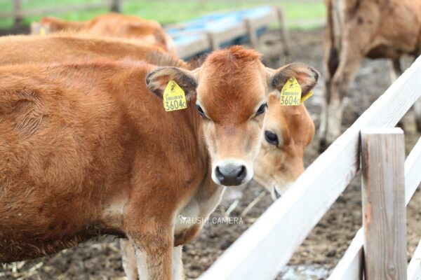 清泉寮 ジャージー牧場|山梨県北杜市のジャージー牛の写真
