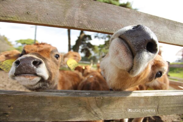 清泉寮 ジャージー牧場|山梨県北杜市のジャージー牛の写真