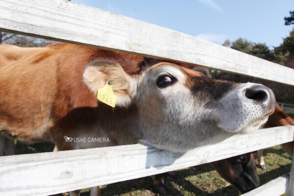 清泉寮 ジャージー牧場|山梨県北杜市のジャージー牛の写真