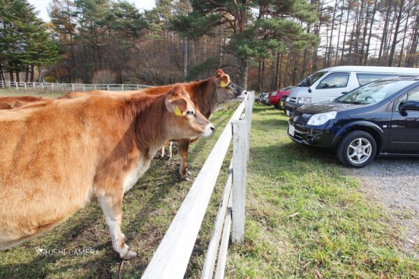 清泉寮 ジャージー牧場|山梨県北杜市のジャージー牛の写真
