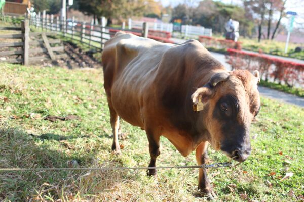 清泉寮 ジャージー牧場|山梨県北杜市のジャージー牛の写真