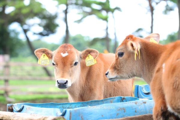 清泉寮 ジャージー牧場|山梨県北杜市のジャージー牛の写真