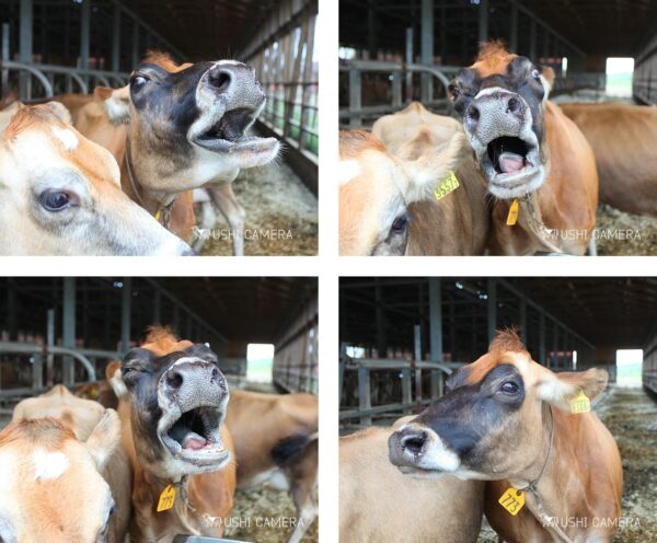 清泉寮 ジャージー牧場|山梨県北杜市のジャージー牛の写真