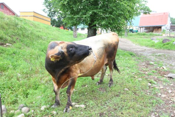 清泉寮 ジャージー牧場|山梨県北杜市のジャージー牛の写真