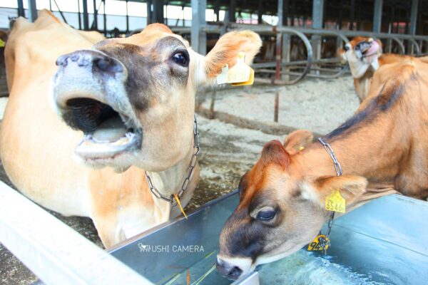清泉寮 ジャージー牧場|山梨県北杜市のジャージー牛の写真