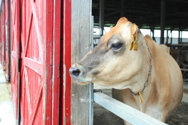 清泉寮 ジャージー牧場|山梨県北杜市のジャージー牛の写真