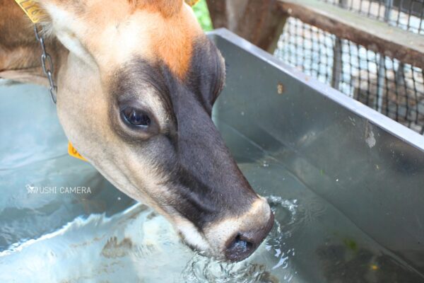 清泉寮 ジャージー牧場|山梨県北杜市のジャージー牛の写真