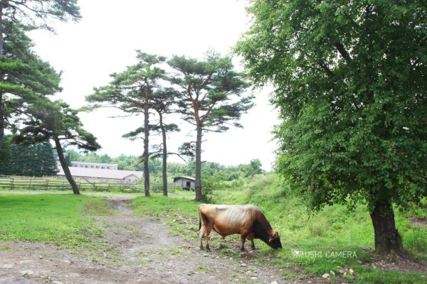 清泉寮 ジャージー牧場|山梨県北杜市のジャージー牛の写真