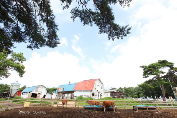 清泉寮 ジャージー牧場|山梨県北杜市のジャージー牛の写真