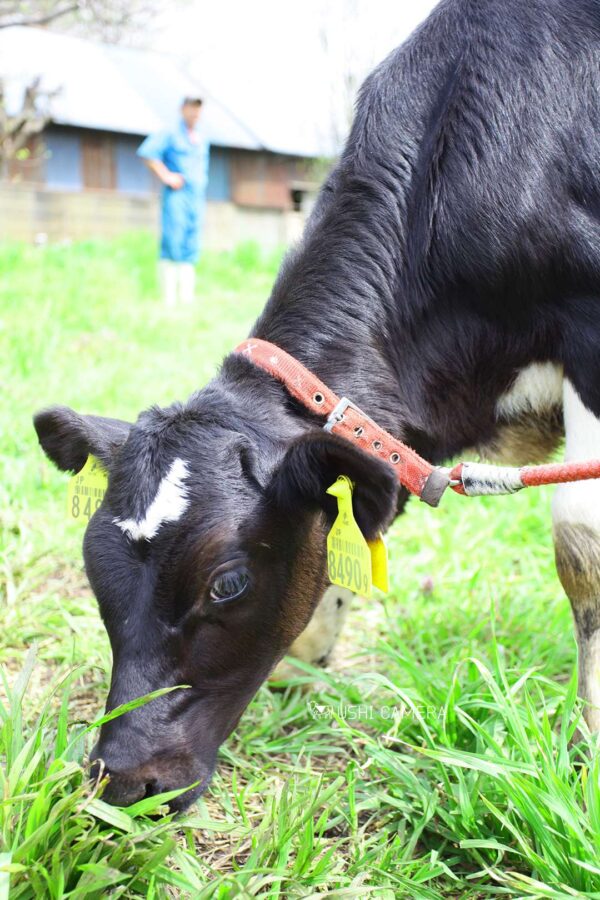 見守る|小泉牧場(東京都練馬区) 見守る|小泉牧場(東京都練馬区)