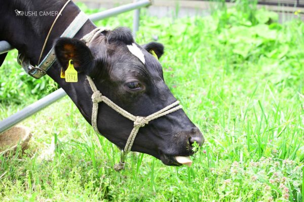 美味しいね、嬉しいね|小泉牧場(東京都練馬区) 美味しいね、嬉しいね|小泉牧場(東京都練馬区)