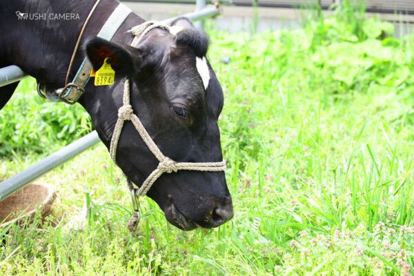 美味しい草をひとり占めです^^|小泉牧場(東京都練馬区) 美味しい草をひとり占めです^^|小泉牧場(東京都練馬区)
