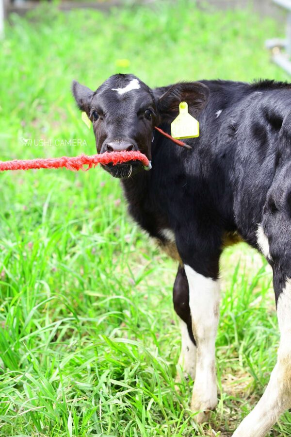 紐で遊ぶ|小泉牧場(東京都練馬区) 紐で遊ぶ|小泉牧場(東京都練馬区)