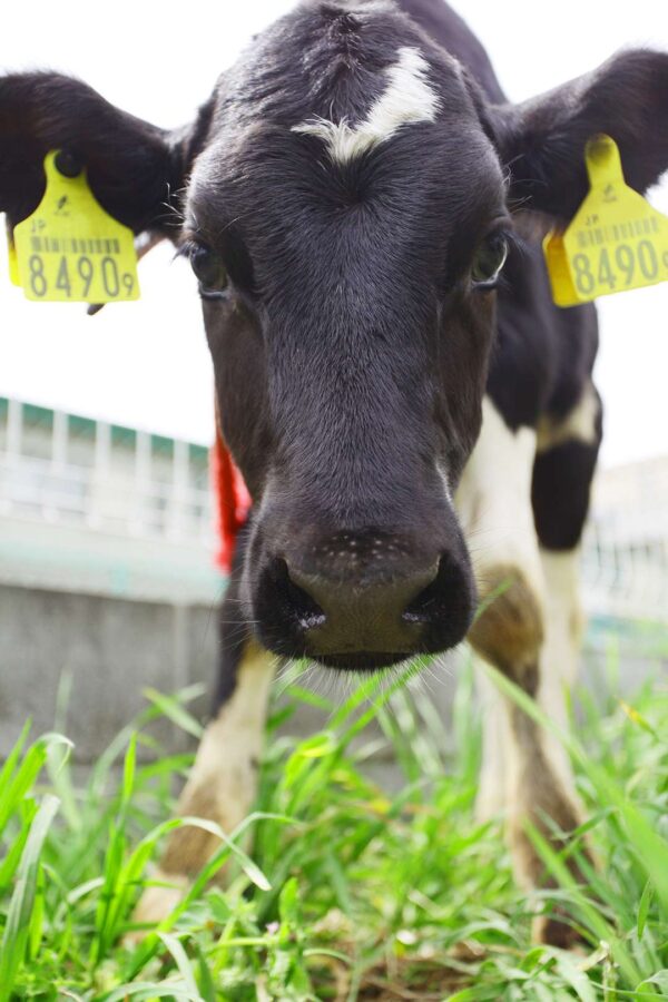 カメラに興味津々の子牛ちゃん|小泉牧場(東京都練馬区) カメラに興味津々の子牛ちゃん|小泉牧場(東京都練馬区)