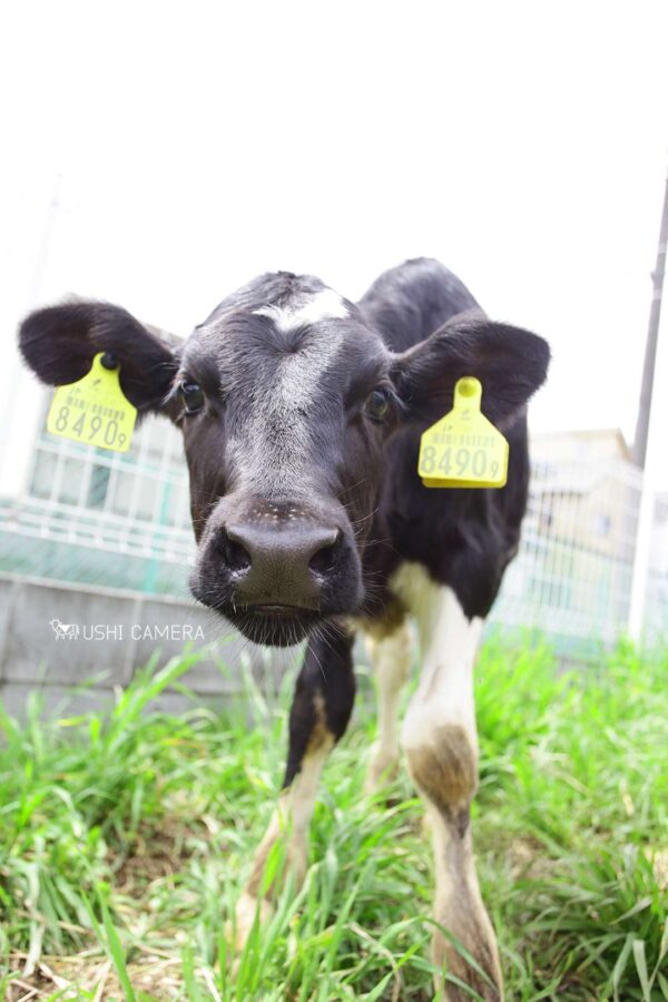 カメラに興味津々の子牛ちゃん|小泉牧場(東京都練馬区) カメラに興味津々の子牛ちゃん|小泉牧場(東京都練馬区)