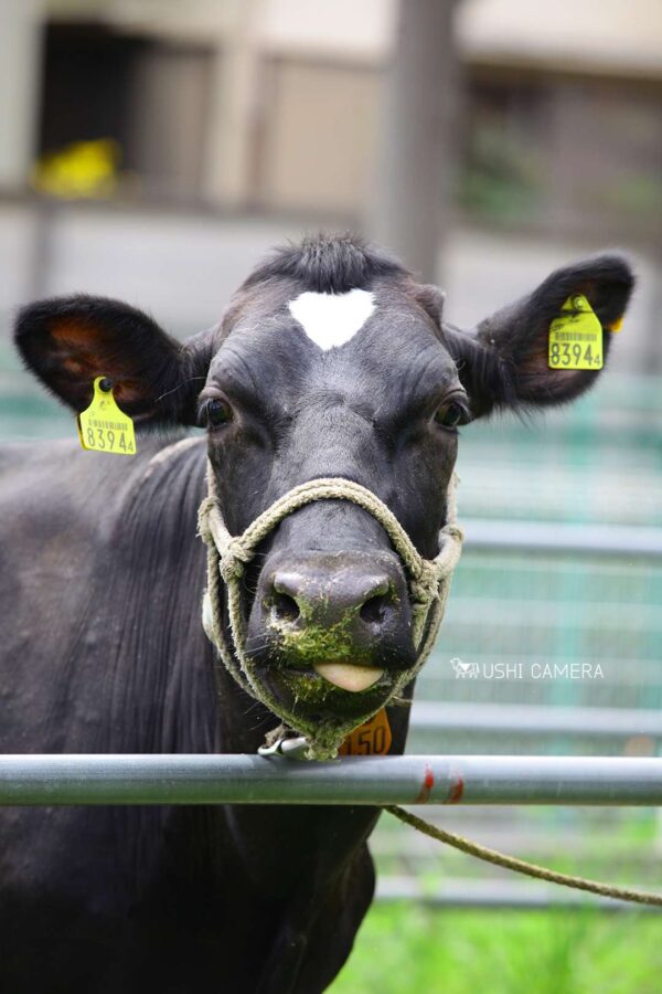 牛舎裏のパドックにて|小泉牧場(東京都練馬区) 牛舎裏のパドックにて|小泉牧場(東京都練馬区)