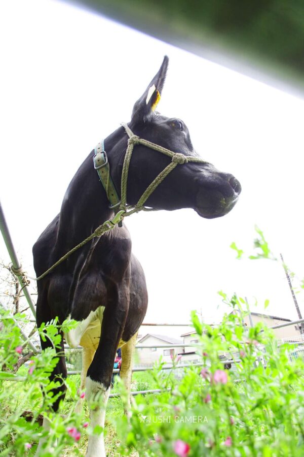 カラスノエンドウ?|小泉牧場(東京都練馬区) カラスノエンドウ?|小泉牧場(東京都練馬区)