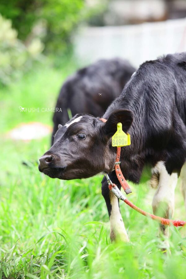 ハエが飛んできた!|小泉牧場(東京都練馬区) ハエが飛んできた!|小泉牧場(東京都練馬区)