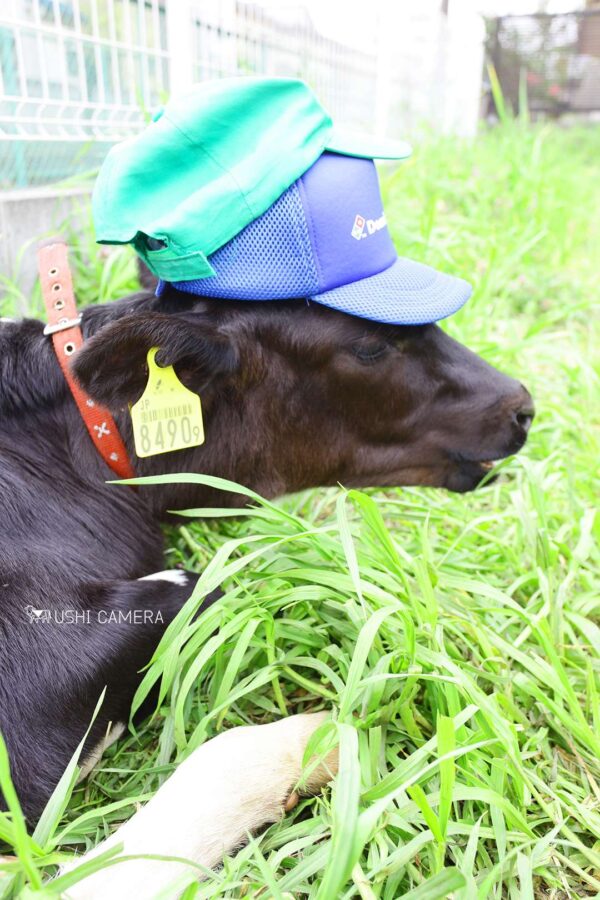 ふたつかぶっても余裕の表情。どう?似合う?|小泉牧場(東京都練馬区) ふたつかぶっても余裕の表情。どう?似合う?|小泉牧場(東京都練馬区)