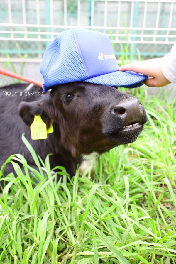 子どもたちに帽子をかぶせてもらいました|小泉牧場(東京都練馬区) 子どもたちに帽子をかぶせてもらいました|小泉牧場(東京都練馬区)