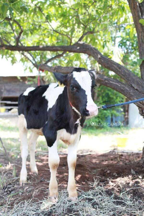 子牛ちゃん|小泉牧場(東京都練馬区) 子牛ちゃん|小泉牧場(東京都練馬区)