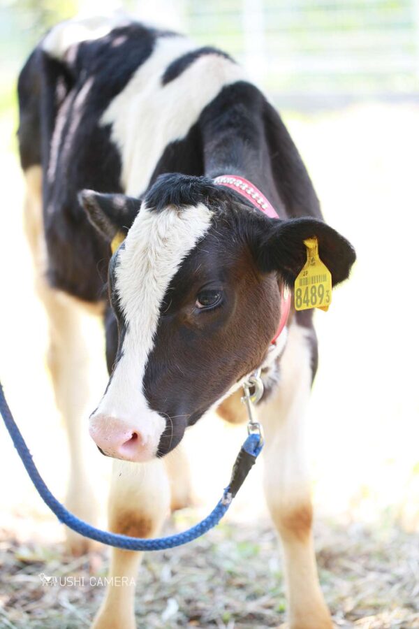 子牛ちゃん|小泉牧場(東京都練馬区) 子牛ちゃん|小泉牧場(東京都練馬区)