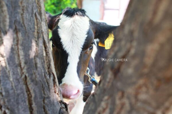 木の隙間から|小泉牧場(東京都練馬区) 木の隙間から|小泉牧場(東京都練馬区)