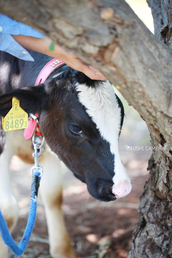 木陰でひとやすみ|小泉牧場(東京都練馬区) 木陰でひとやすみ|小泉牧場(東京都練馬区)